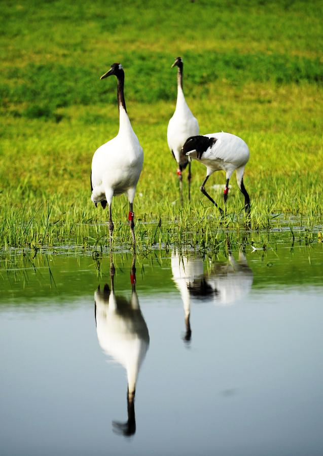 Red-crowned cranes create a travel hotspot in Zhalong Nature Reserve