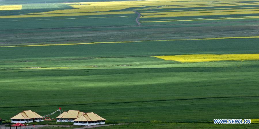 Canola flowers bloom in NW China