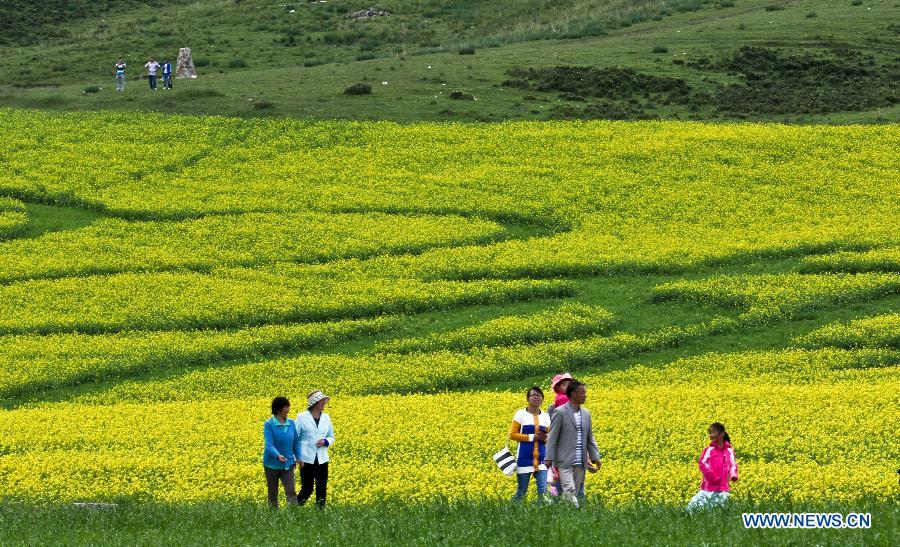 Canola flowers bloom in NW China