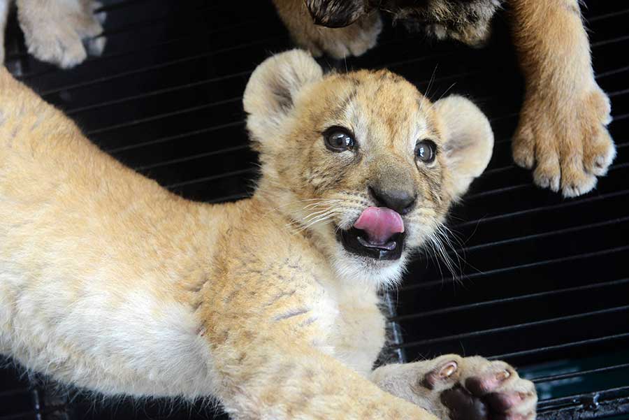 Cute tiger and lion cubs enchant visitors