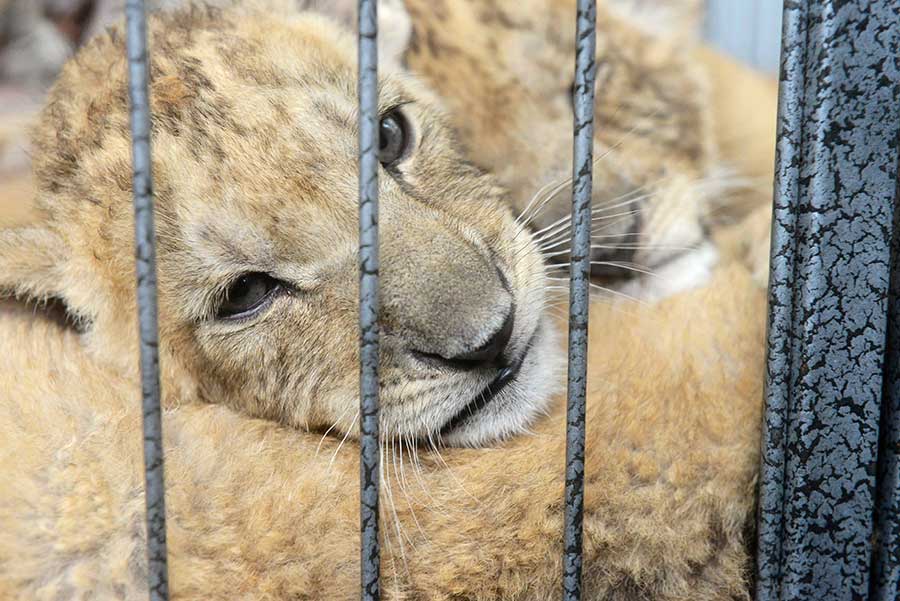 Cute tiger and lion cubs enchant visitors