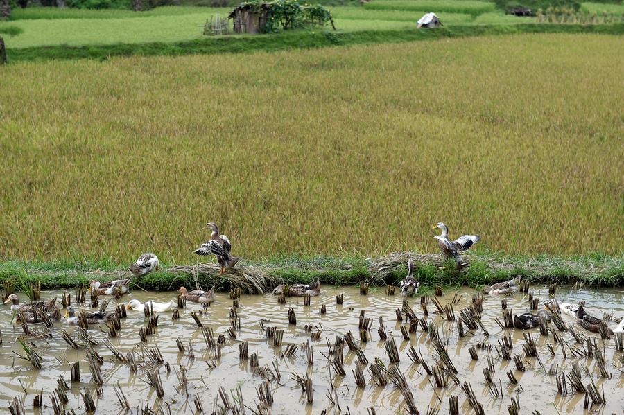 Folk culture and agricultural sightseeing benefit SW China's Congjiang