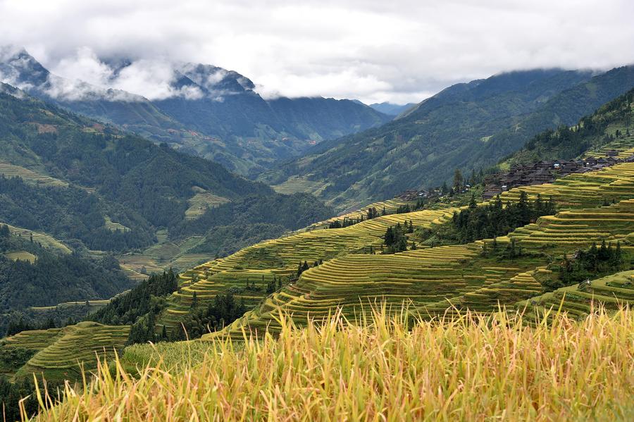 Folk culture and agricultural sightseeing benefit SW China's Congjiang