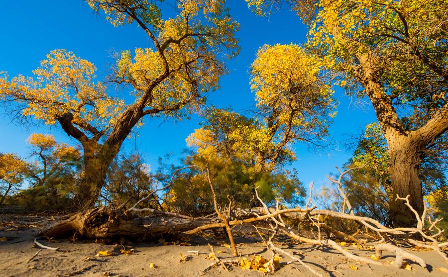 Breathtaking view of poplar forest in N China