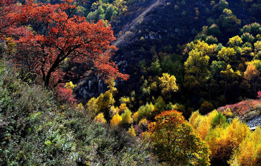 Autumn scene in Daqingshan Nature Reserve