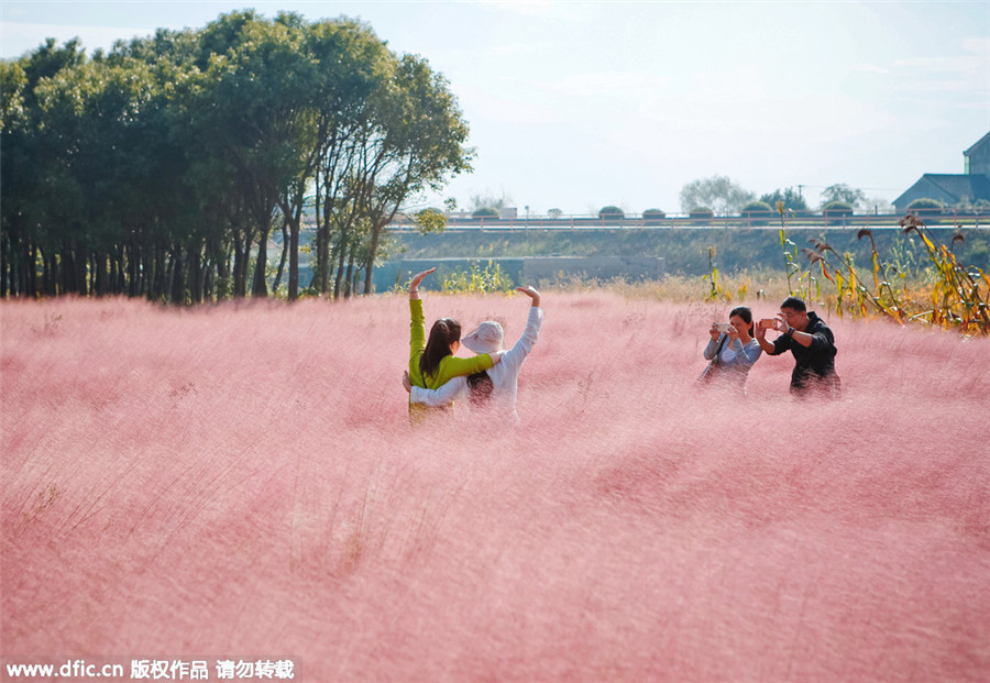 Pink landscape in Shanghai invites visitors