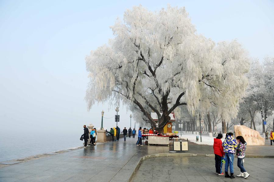 A frosty treat in the rime-covered landscape