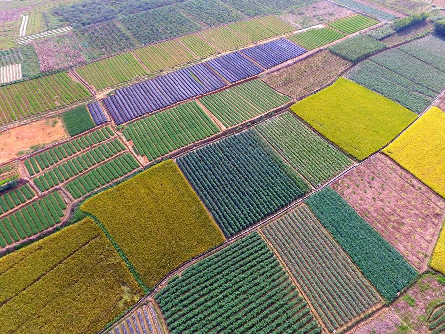 Bird's-eye view of farmlands in Guangxi