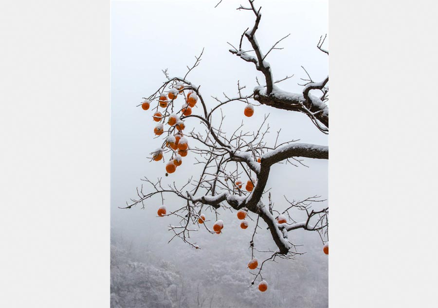 Enjoy snow scenery in Tianjin