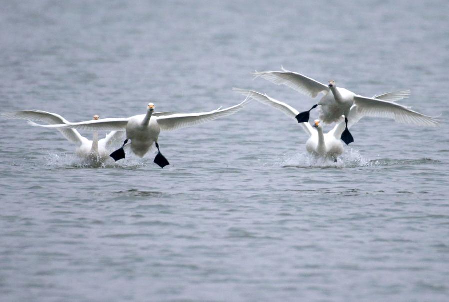 Good ecological conditions in Xuyi attract migratory birds