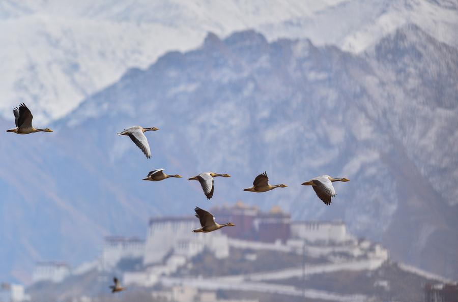 Lhasa embraces its first snowfall in this winter