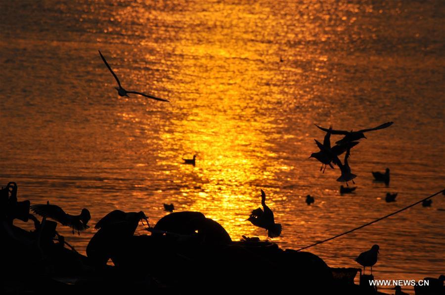 Seagulls seen in evening glow in E China's Shandong