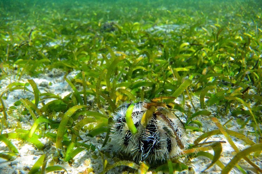 Underwater scenery of Qilian Islands in Hainan