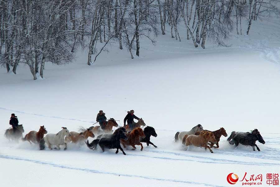 Horses galloping on snow-covered grasslands