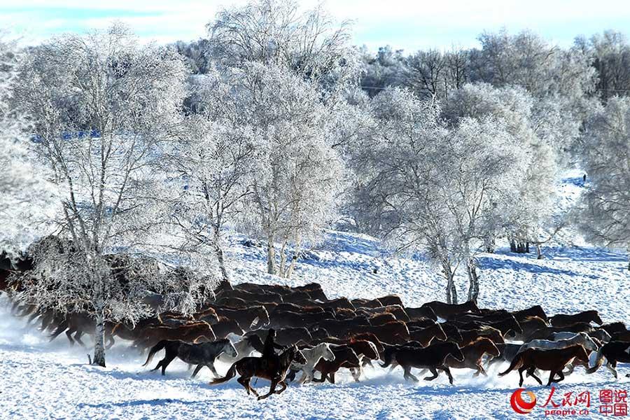 Horses galloping on snow-covered grasslands