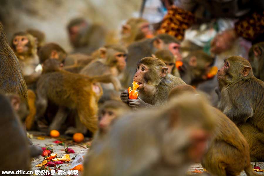 Top 10 scenic areas in China to see monkeys