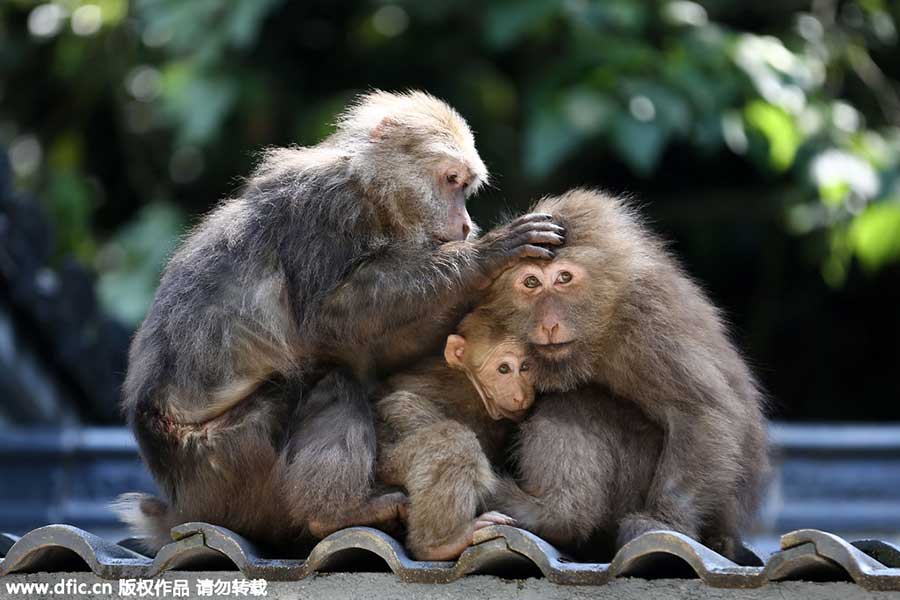 Top 10 scenic areas in China to see monkeys