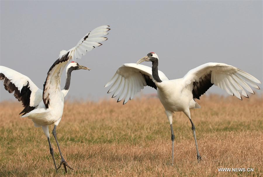 Red-crowned cranes seen at Yancheng nature reserve