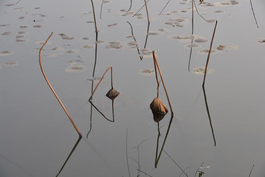 Geometric figures formed by lotus stems seen at botanic garden in E China