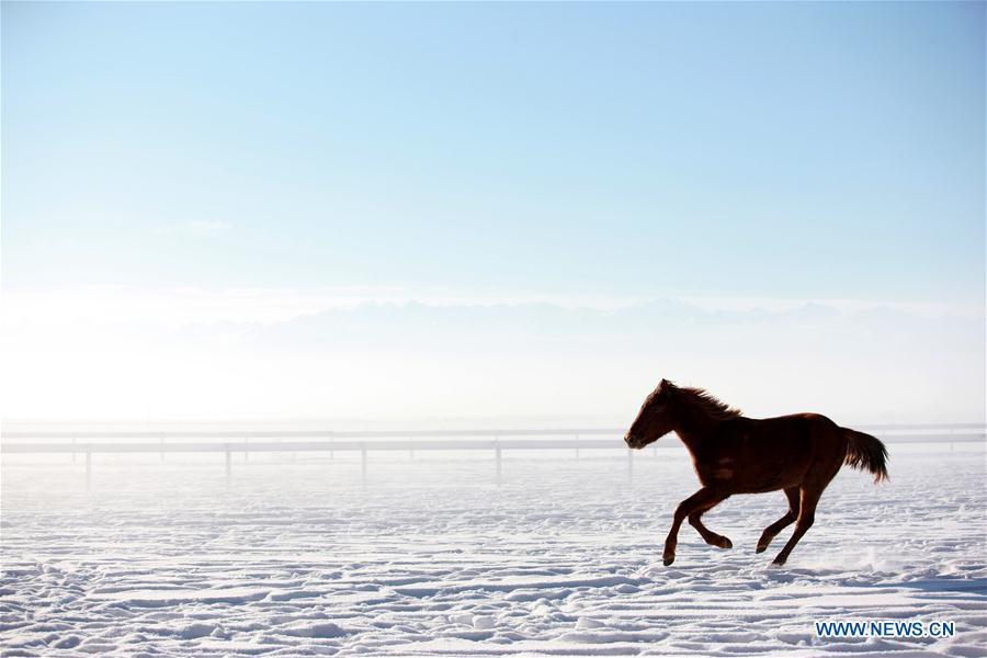 Zhaosu county: 'Hometown of Pegasus' in Northwest China's Xinjiang