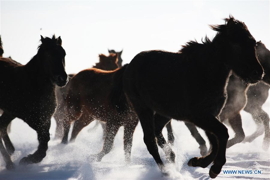 Zhaosu county: 'Hometown of Pegasus' in Northwest China's Xinjiang