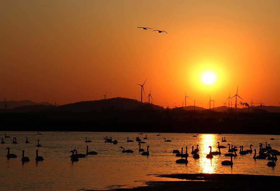 A serene scene on Swan Lake before spring migration begins