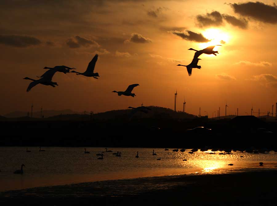 A serene scene on Swan Lake before spring migration begins