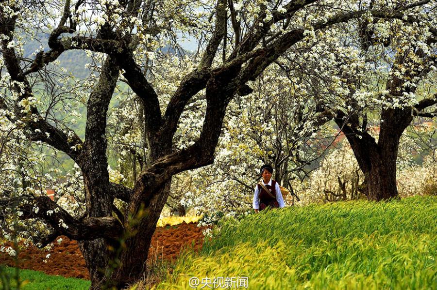 Pear blossoms add color to idyllic village