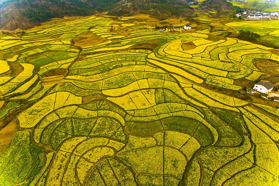 Aerial view of cole flower fields presents unique pastoral charm