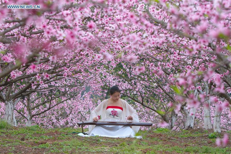 Peach blossom field attracts visitors in Sichuan province