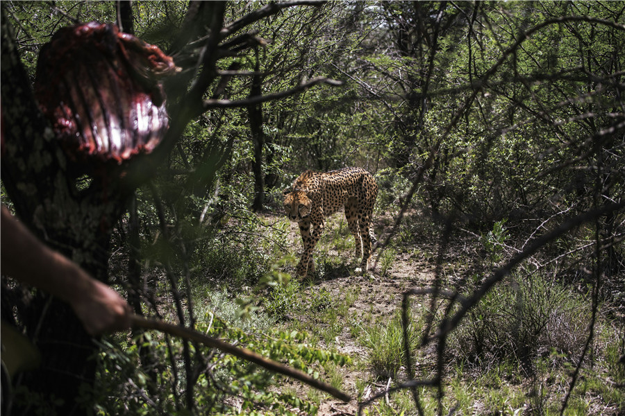 Push to save endangered cheetahs