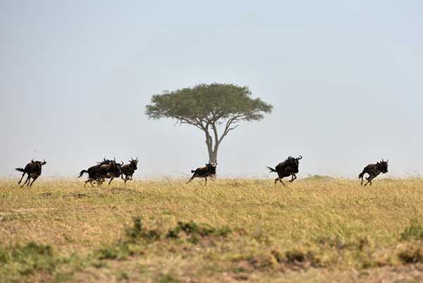 Kenya mulls new initiatives to woo Chinese tourists