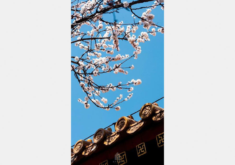 Apricot flowers in Forbidden City