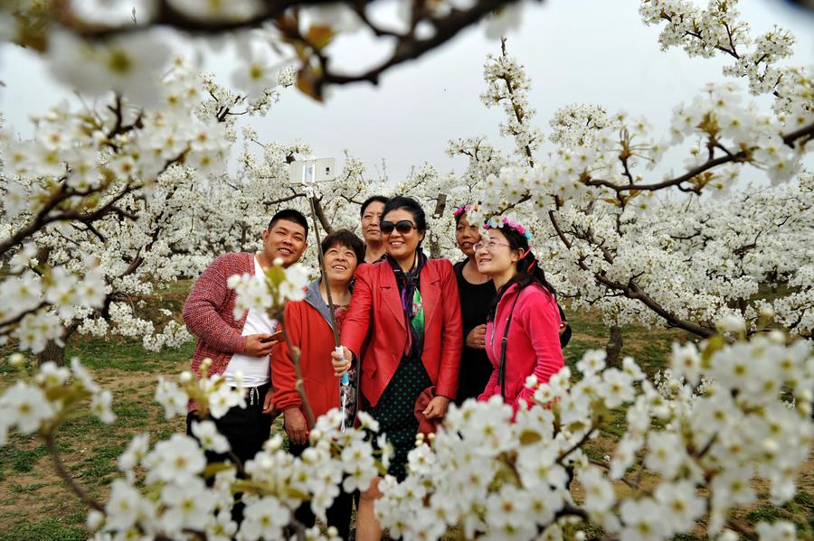 Sea of pear flowers attracts tourists in Hebei