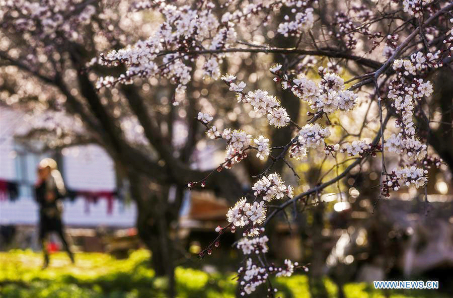 Almond flowers bloom in Xinjiang