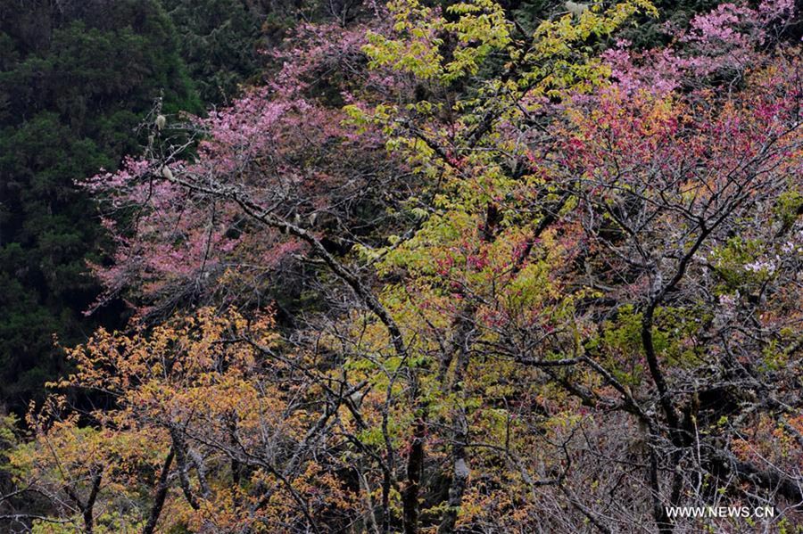 Spring scenery of Ali Mountain in Taiwan