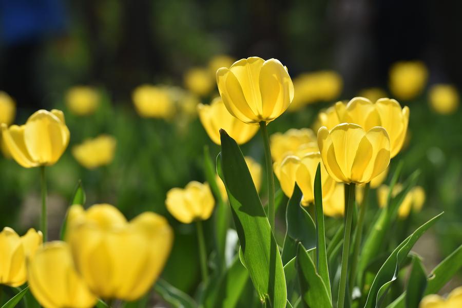 Tulip flowers bloom at Yingze Park in Taiyuan