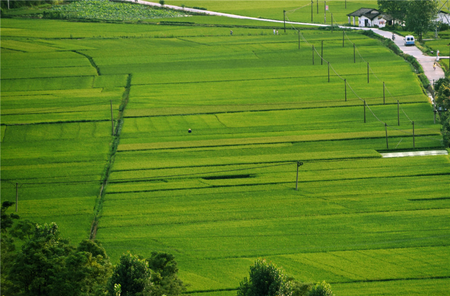 Picturesque rice fields in E China’s Jiangxi