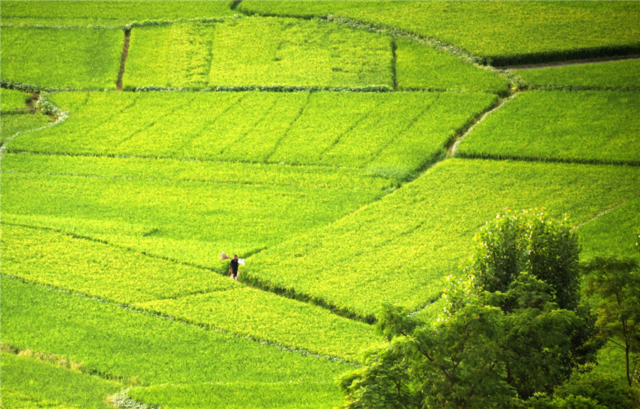 Picturesque rice fields in E China’s Jiangxi