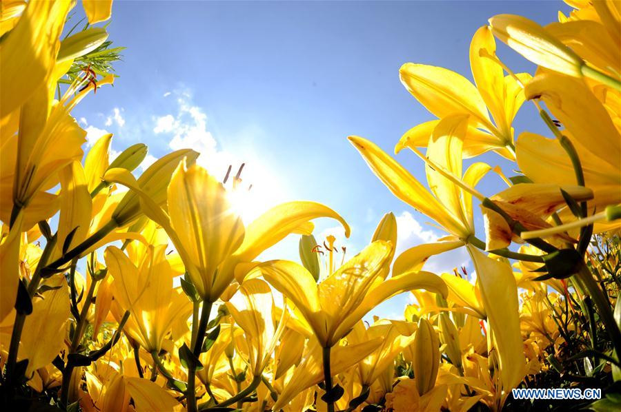 Tourists enjoy scenery of lily flowers in Shenyang, China's Liaoning