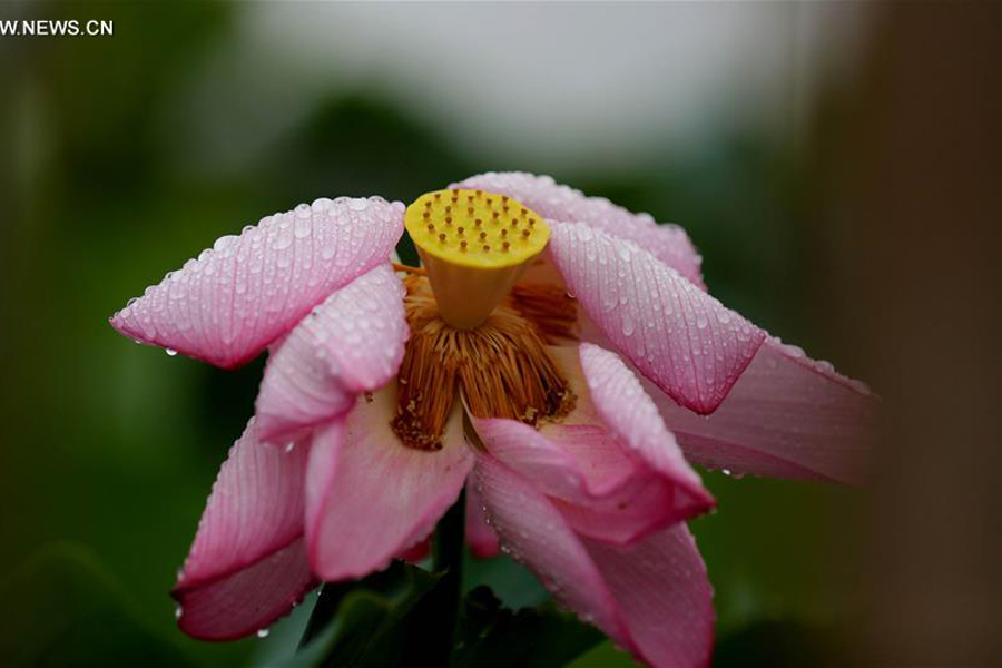 Lotus flowers seen after rain in Liuzhou, south China's Guangxi