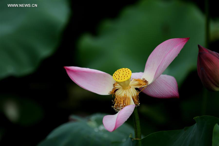 Lotus flowers seen after rain in Liuzhou, south China's Guangxi