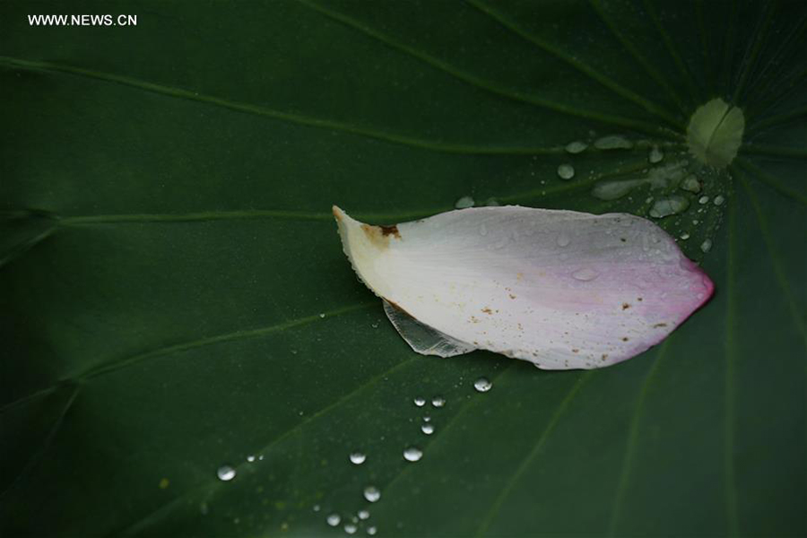 Lotus flowers seen after rain in Liuzhou, south China's Guangxi