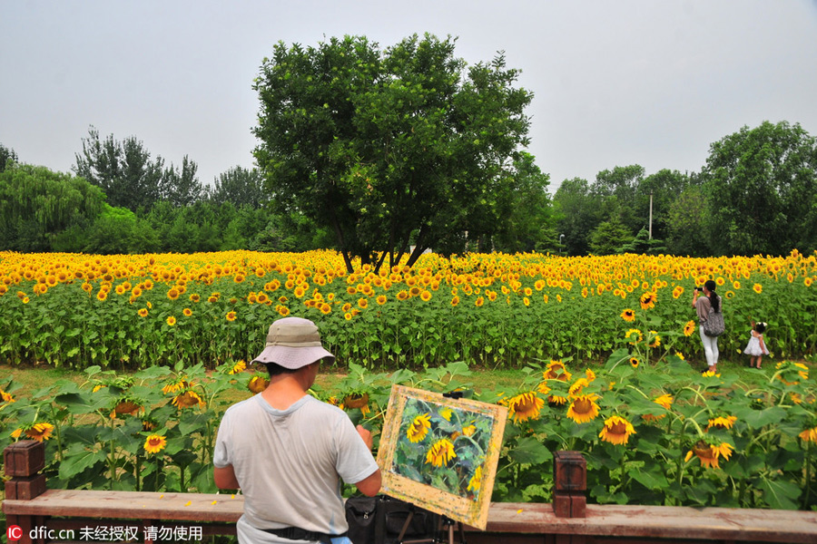 Painter, women and butterfly drawn to blooming sunflowers