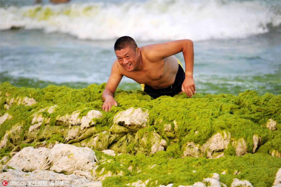 Sea grass takes over Qingdao beaches