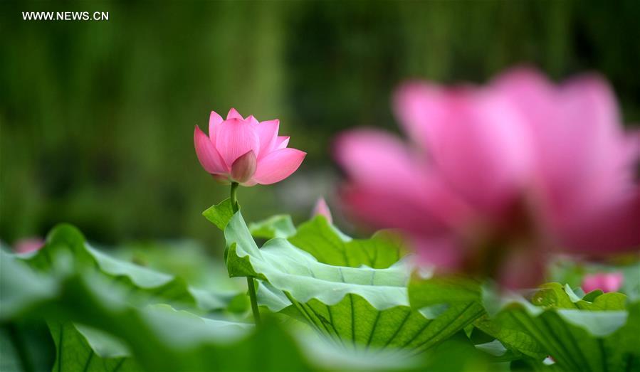 Lotus flowers bloom in Yangzhou city, Jiangsu province