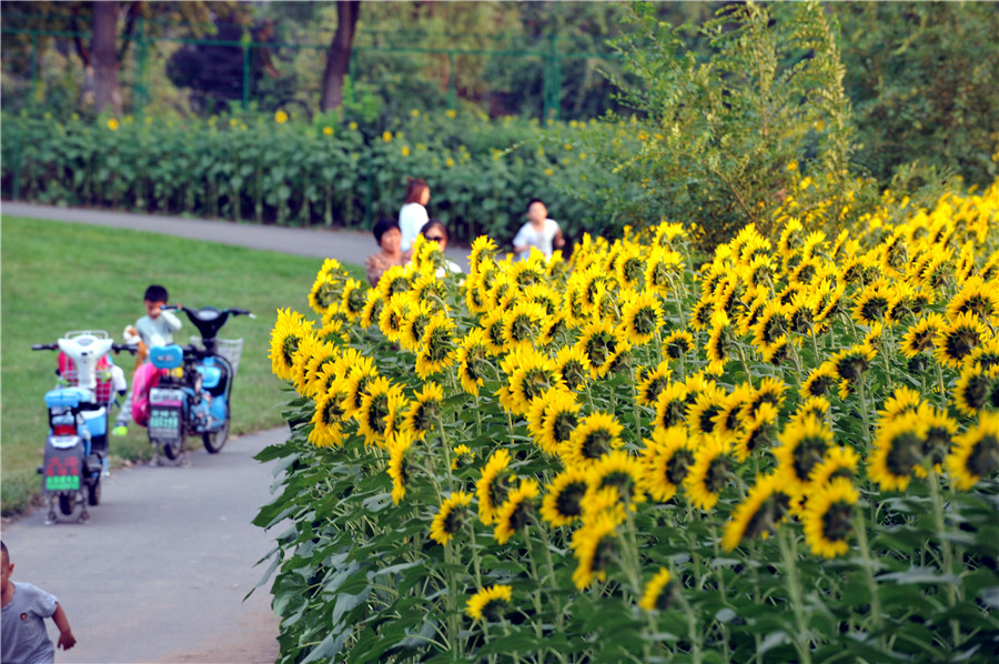 Shenyang sunflowers in full blossom