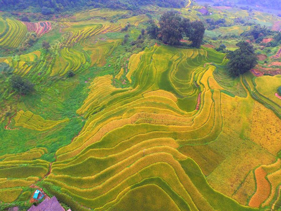 Aerial photos show paddy fields in South China's Guangxi