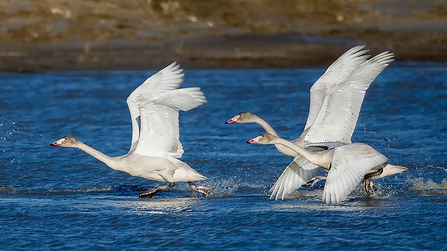 Migratory birds gather at Dalinur Lake