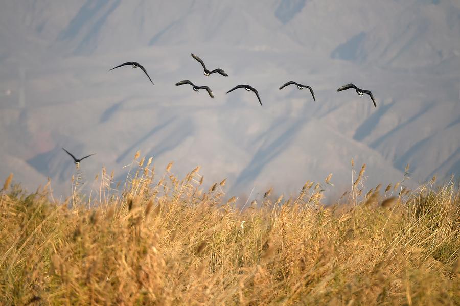 Wild geese seen at Qingtongxia wetland nature reserve in NW China